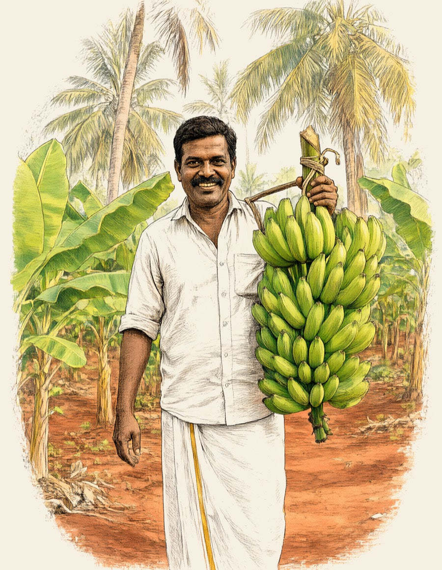 A Kerala farmer in a white mundu carrying a bunch of Nendran bananas through his banana and coconut farm